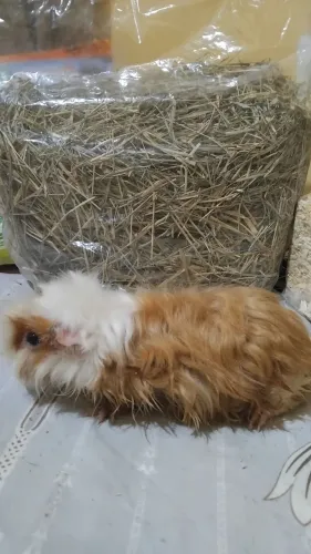 Vendo porquinho da india 