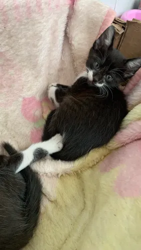 Gatos 