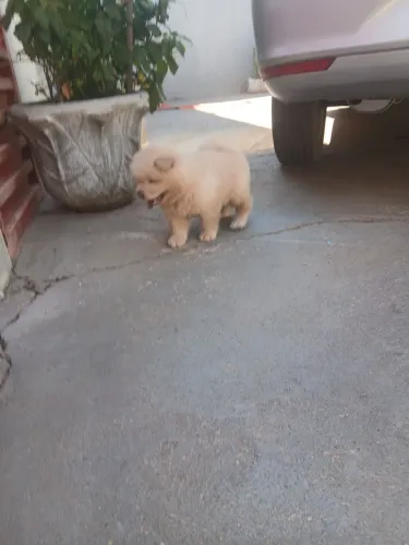 Filhote de Chow Chow