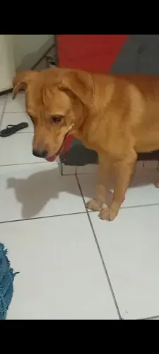 Doa-se cachorro Chow Chow com labrador