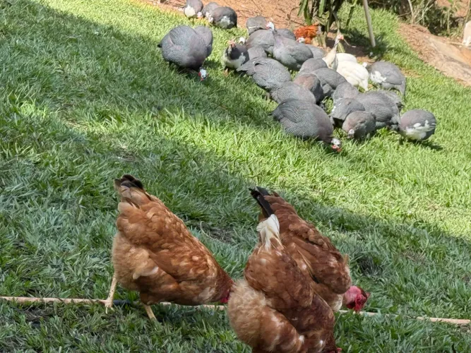 Galinha da Angola 