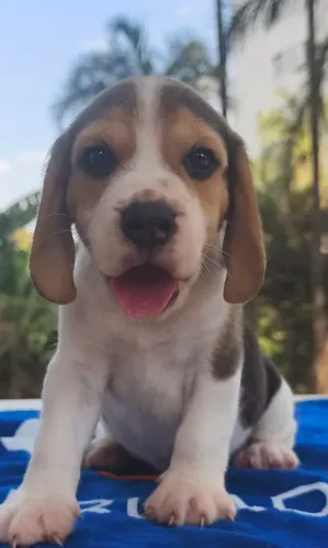 Lindas Fêmeas de Beagle com Pedigree
