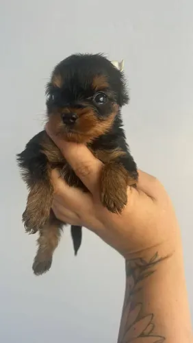 Filhote Yorkshire Terrier, O amor verdadeiro é peludo e adora brincar!