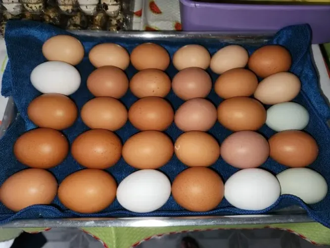 Ovos galados ameraucana x poedeiras