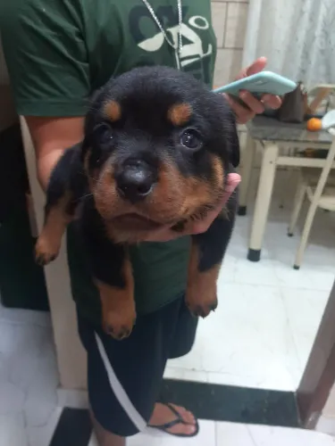 Filhotes de rottweiler 