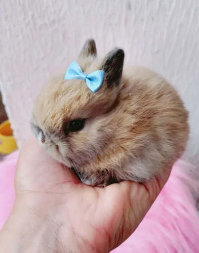 Mini Netherlands