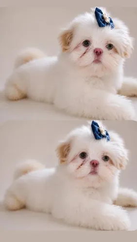 Shih tzu micro