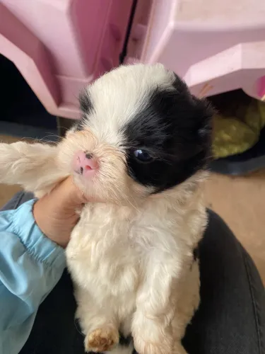 Cachorro lhasa