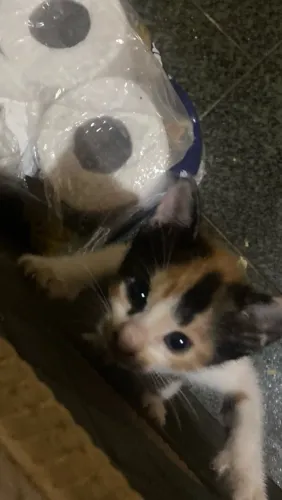 Gatinhos fofos para adoção