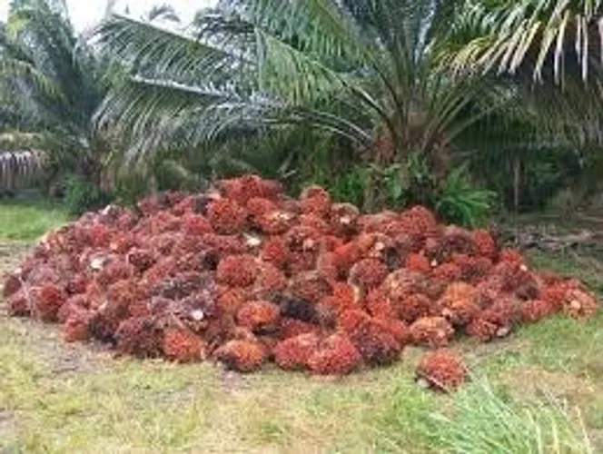 35 alqueires com 14000 pés de dendê em produção R$ 4.500.00,00
