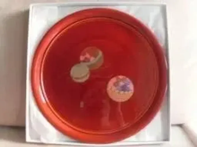 Bandeja redonda japonesa