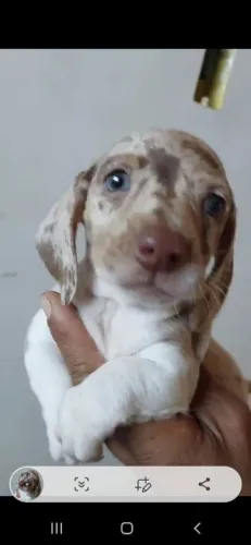Daschund Teckel salsichinha pelo longo e pelo curto