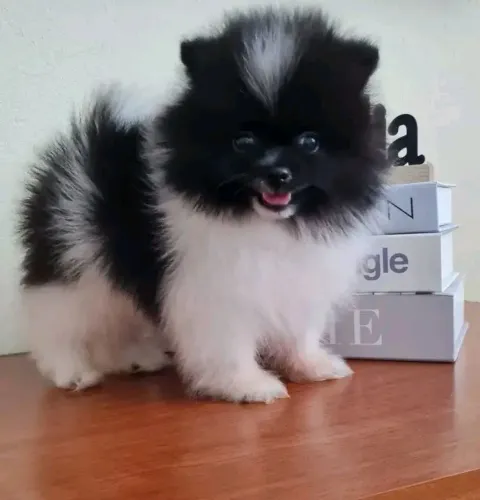 Lulu da Pomerânia