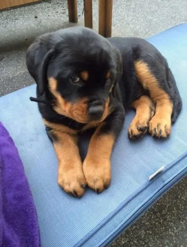 Filhotes de Rottweiler | Carisma natural desde o primeiro latido.
