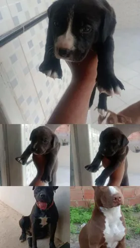 Filhote de Pitbull American terrier