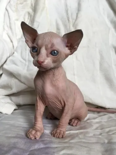 Gato Sphynx - Aparência Exótica, Coração Quen