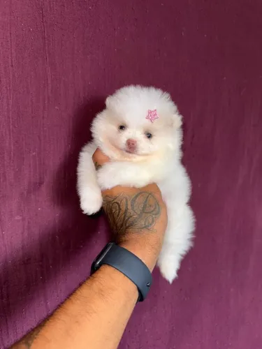 Lulu da pomerania fêmea branca 