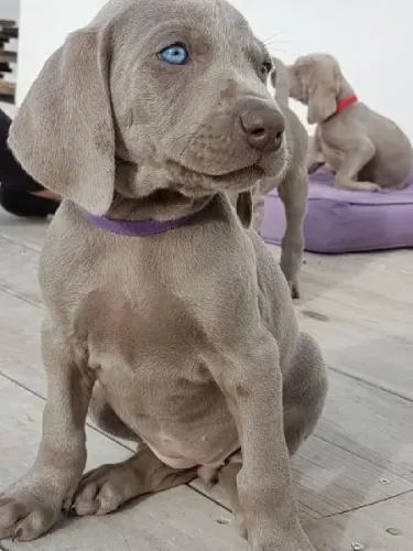 Weimaraner de excelente padrão - Confira 