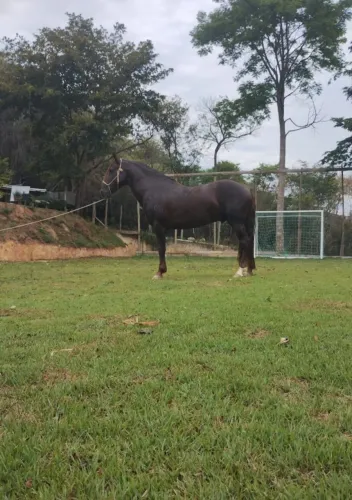 Cavalo Garanhão Mangalarga Marchador Marcha Batida