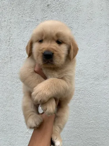 Golden Retriever Lindos filhotes, já vacinados, á pronta entrega