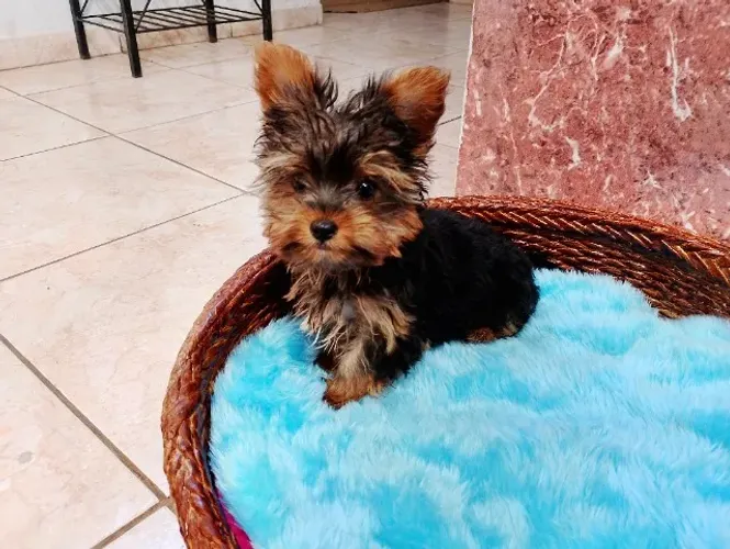 Vendo lindo filhote macho de Yorkshire