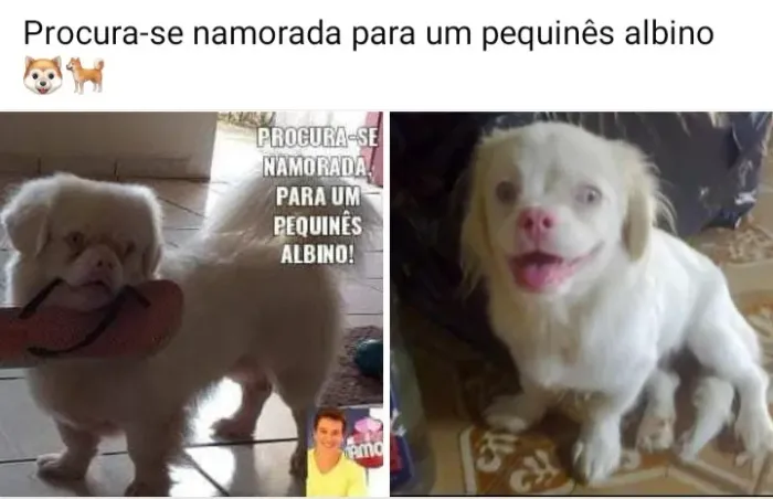 Procura Se namorada para um piquenes albino 
