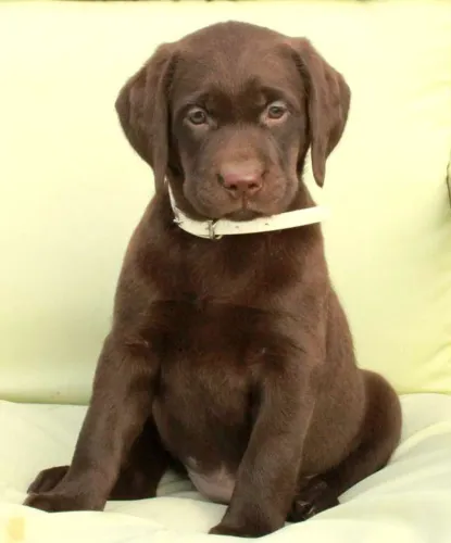 Filhotes de Labrador - últimos disponíveis