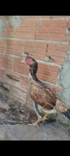 Galinha india e galo Rohde