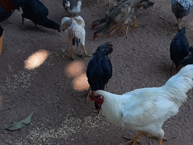 Frango caipira 