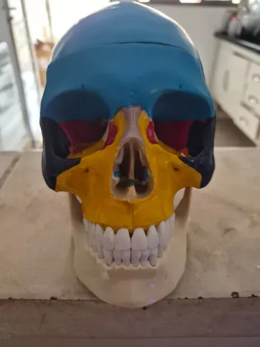 Crânio Humano Colorido com Mandíbula Móvel
