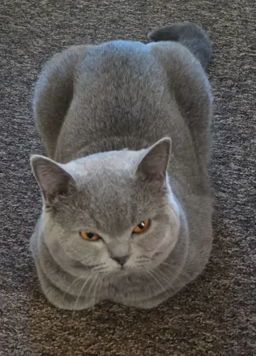 Casal de British Shorthair