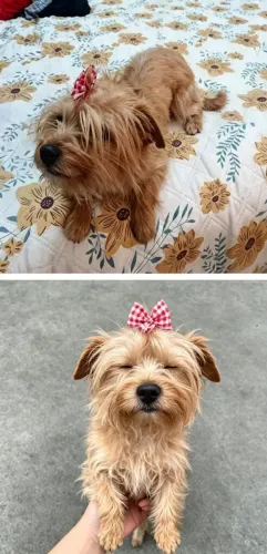 VENDO ESSA LINDA YORKSHIRE TERRIER DOURADA ADULTA 1 ANO E 4 MESES