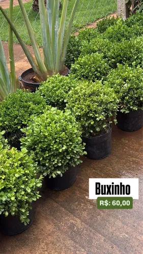 Muda de Buxinho 