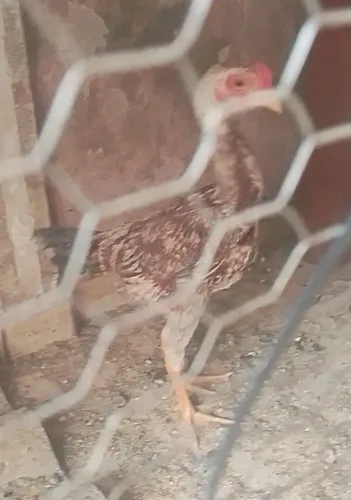 Lote de franguinhos 