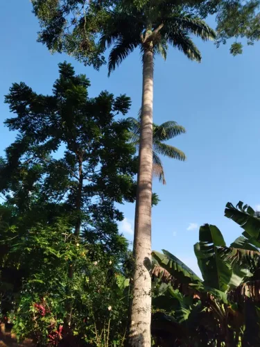 Palmeira Imperial (3)