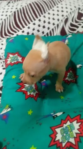 Pincher Tam 1 caramelo entrega prevista pra dia 25/6
