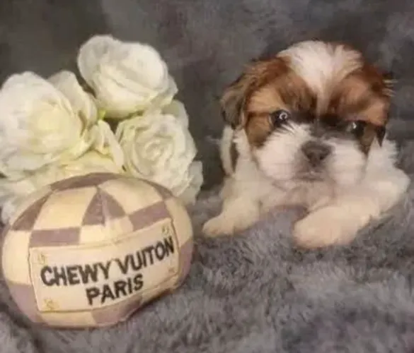 Shih tzu * seu doguinho te espera !!