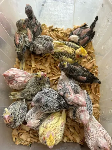 Gaiolas diversas