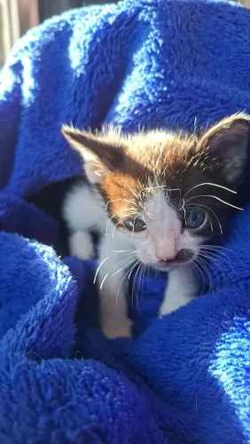 Gatinhos para doação