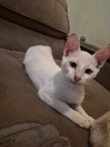 Gatinhos para adoçao