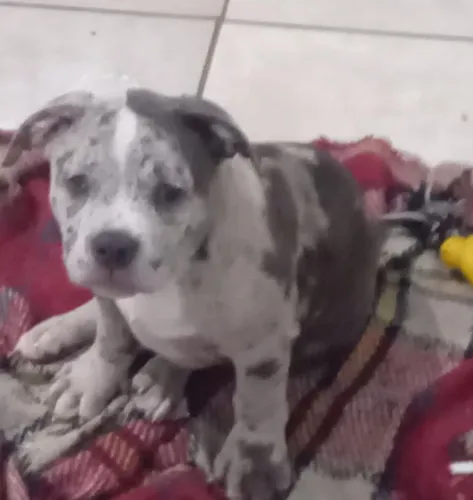 American Bully Merlie
