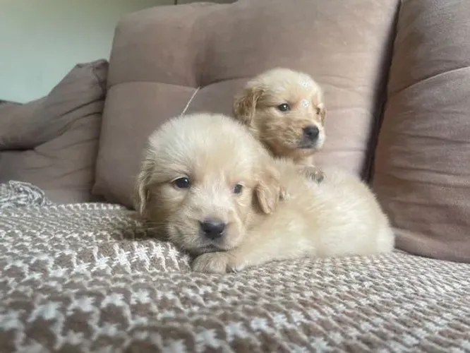 Filhote Golden Retriever, O melhor presente tem quatro patas e um coração enorme!