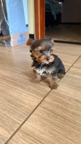 Yorkshire Terrier