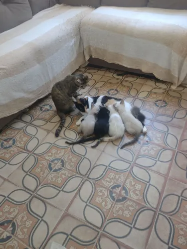 Doação de gatos 