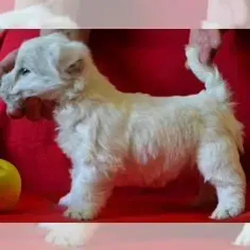West Terrier Filhote Muito Inteligente