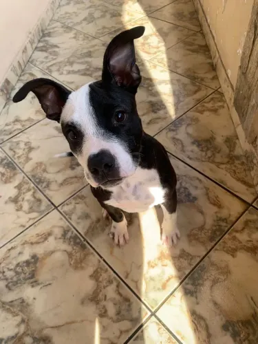 Vendo filhote de Pitbull 4 meses