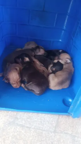 Doação cachorrinhos 