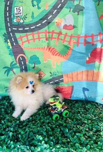 Lulu da pomerania filhotinho liberado