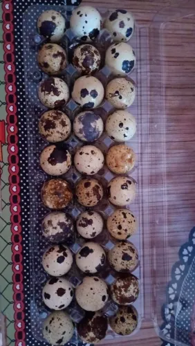 Ovos de codornas galados
