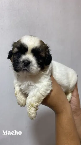 Shih tzu
